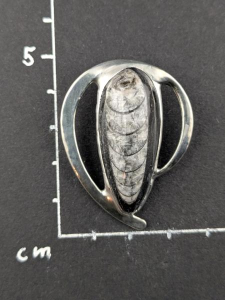 Orthoceras Kettenanhänger